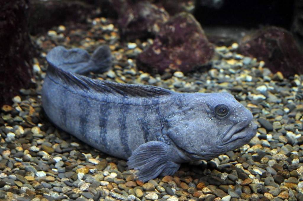 Зубатка: описание и виды - Frost Fish