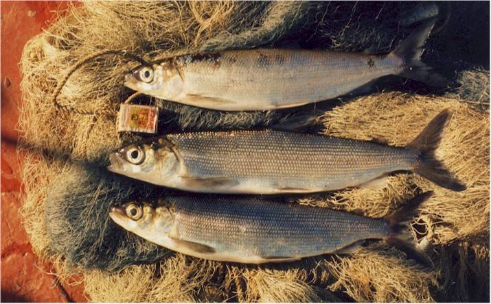 Ловля омуля: описание рыбы, повадки, влияющие на рыбалку