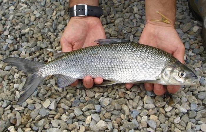 Ловля омуля: описание рыбы, повадки, влияющие на рыбалку