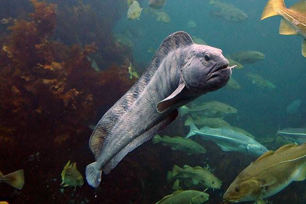 Зубатка: описание и виды - Frost Fish