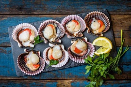 Морской гребешок – вкусно и полезно